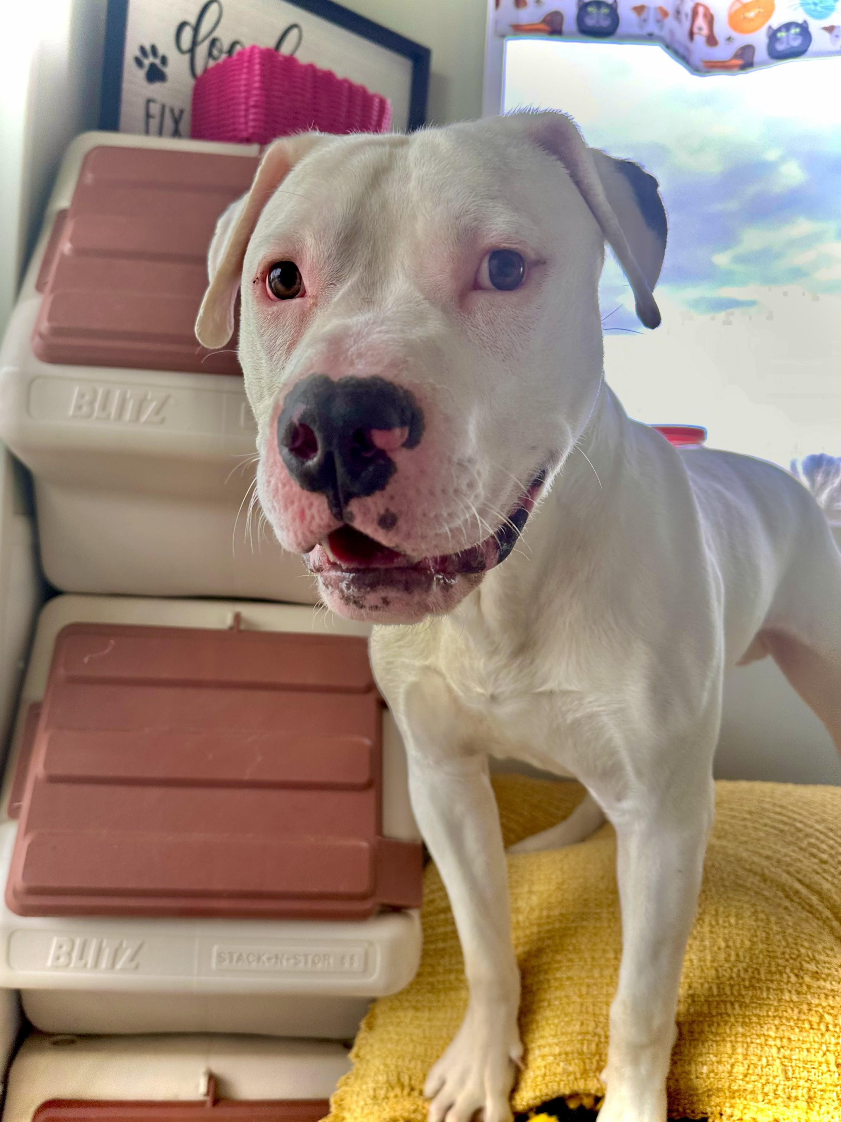 Zeke, a ADOPTABLE mixed breed in Black River Falls, WI image 1/6