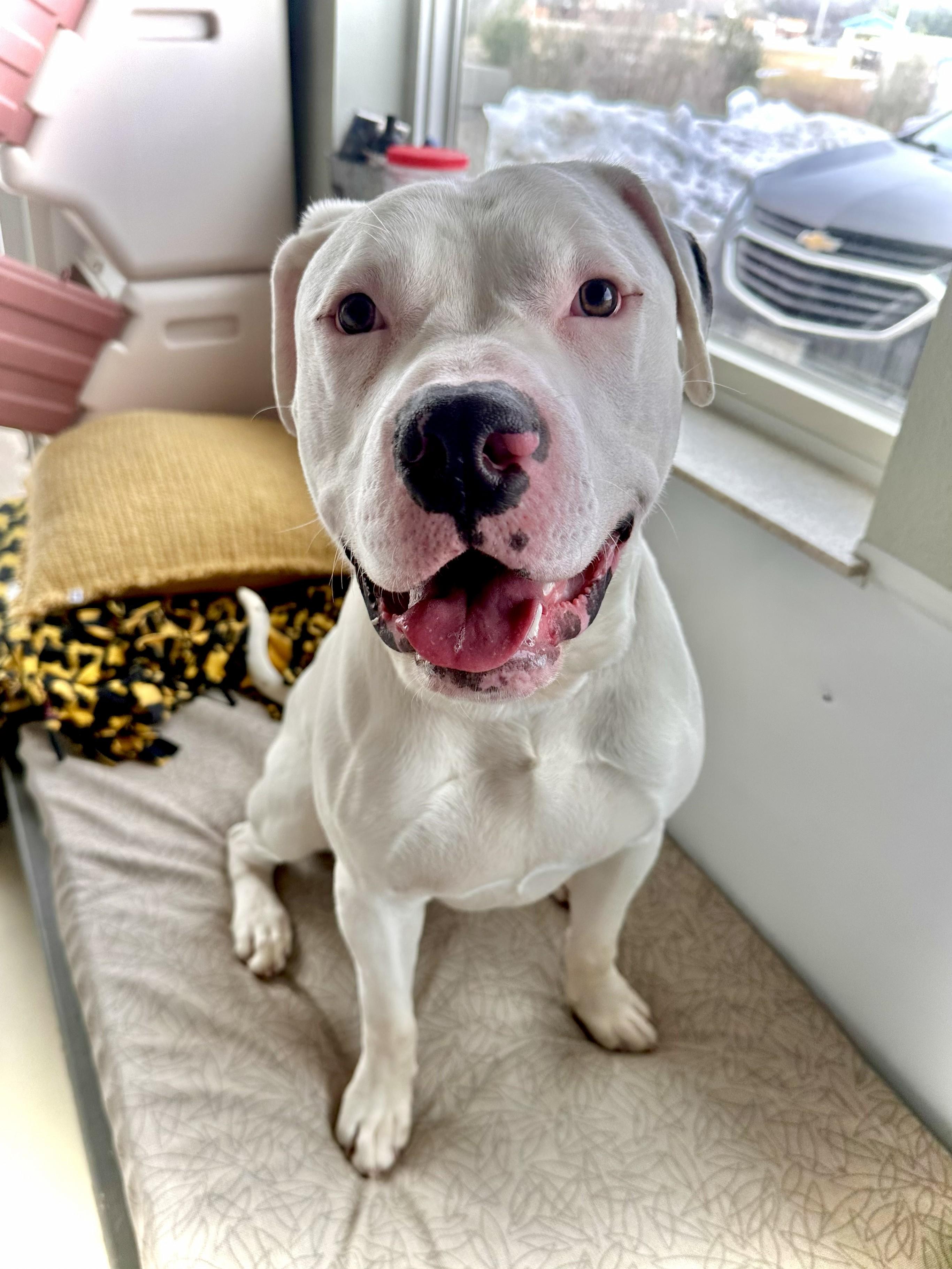 Zeke, a ADOPTABLE mixed breed in Black River Falls, WI image 2/6