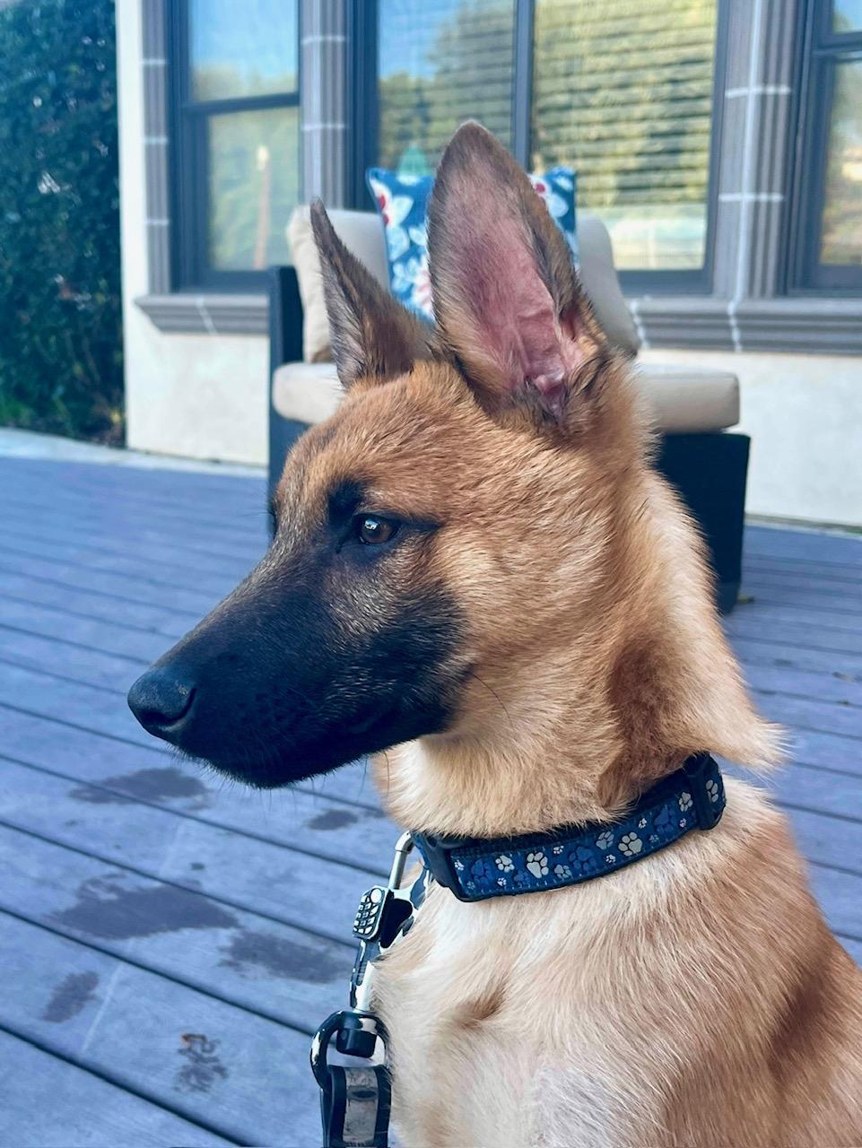 Wilson, a Adopted mixed breed in Vancouver, WA image 3/3