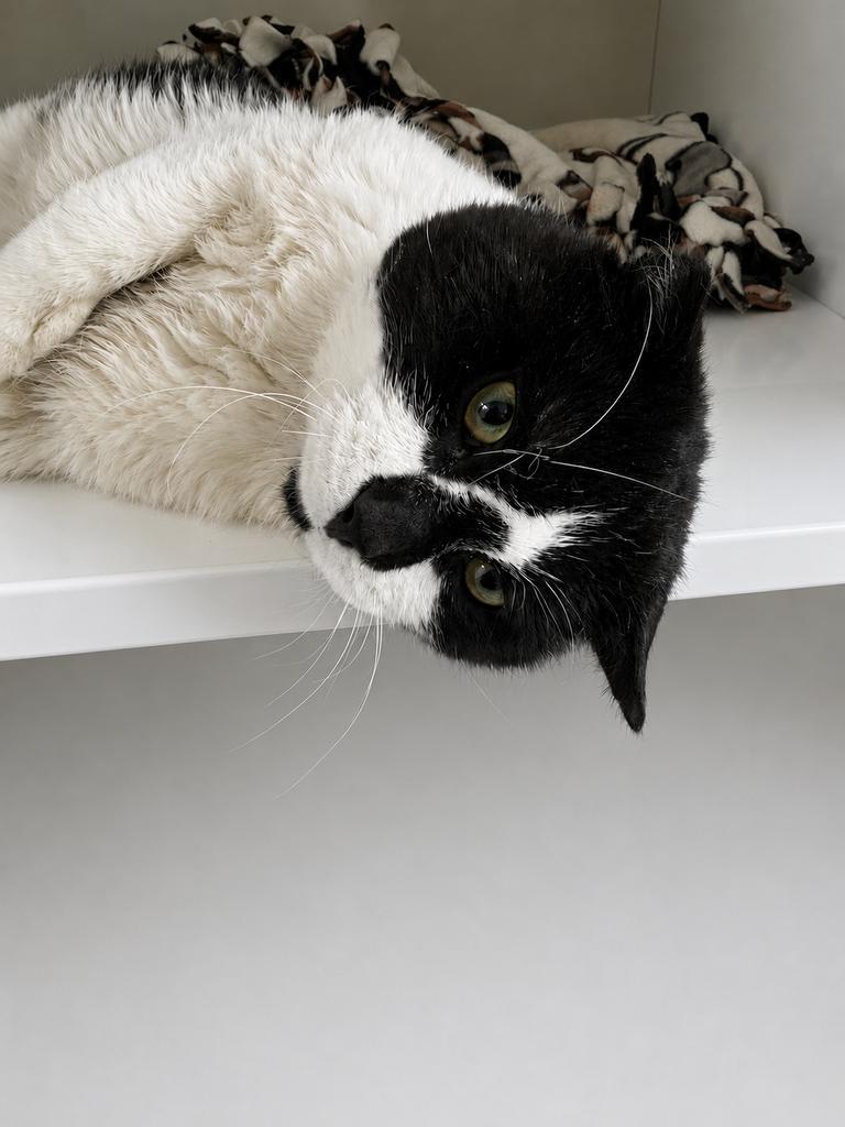 Domino, Adoptable, Adult Male Domestic Short Hair.