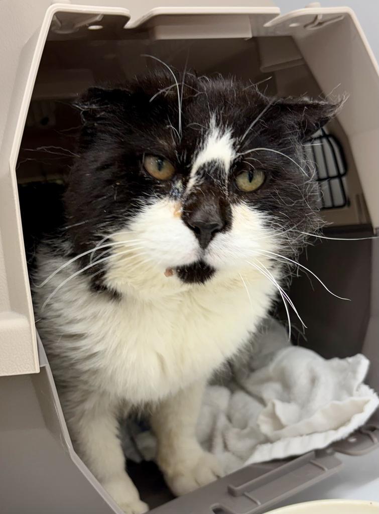 Domino, a Adoptable mixed breed in Saint Paul, MN image 2/5