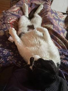 Domino, a Adoptable mixed breed in Saint Paul, MN image 3/5