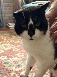 Domino, a Adoptable mixed breed in Saint Paul, MN image 5/5