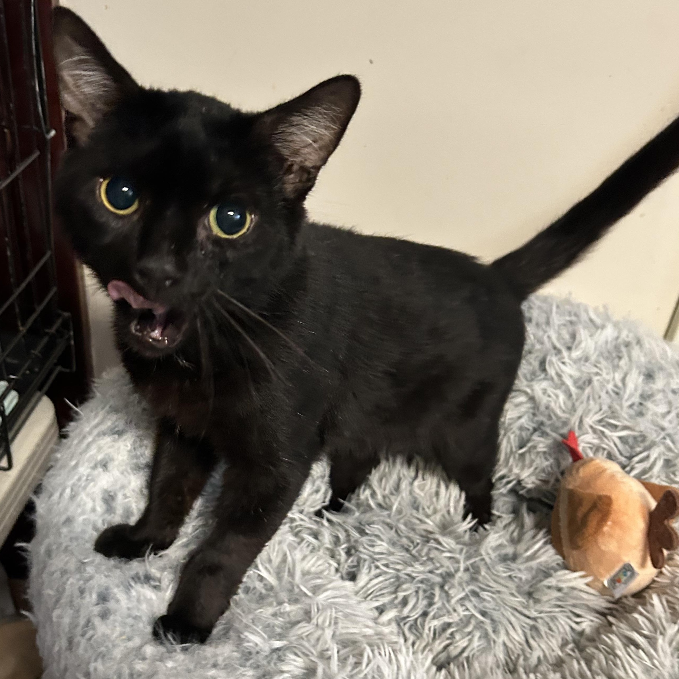 Shadow, adoptable, Senior Male Domestic Short Hair.