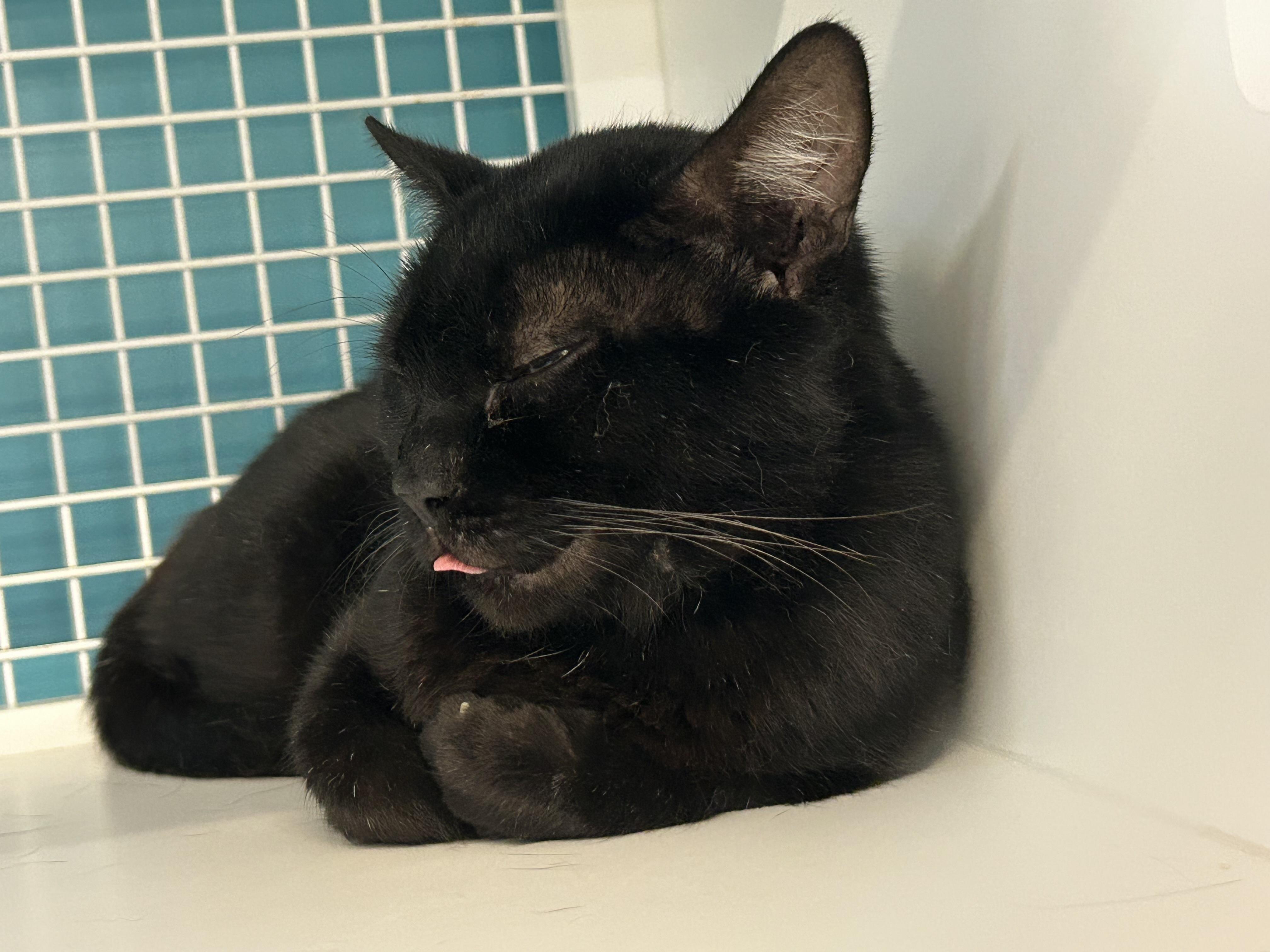 Shadow, an adoptable Domestic Short Hair in Brooklyn, NY image 2/4