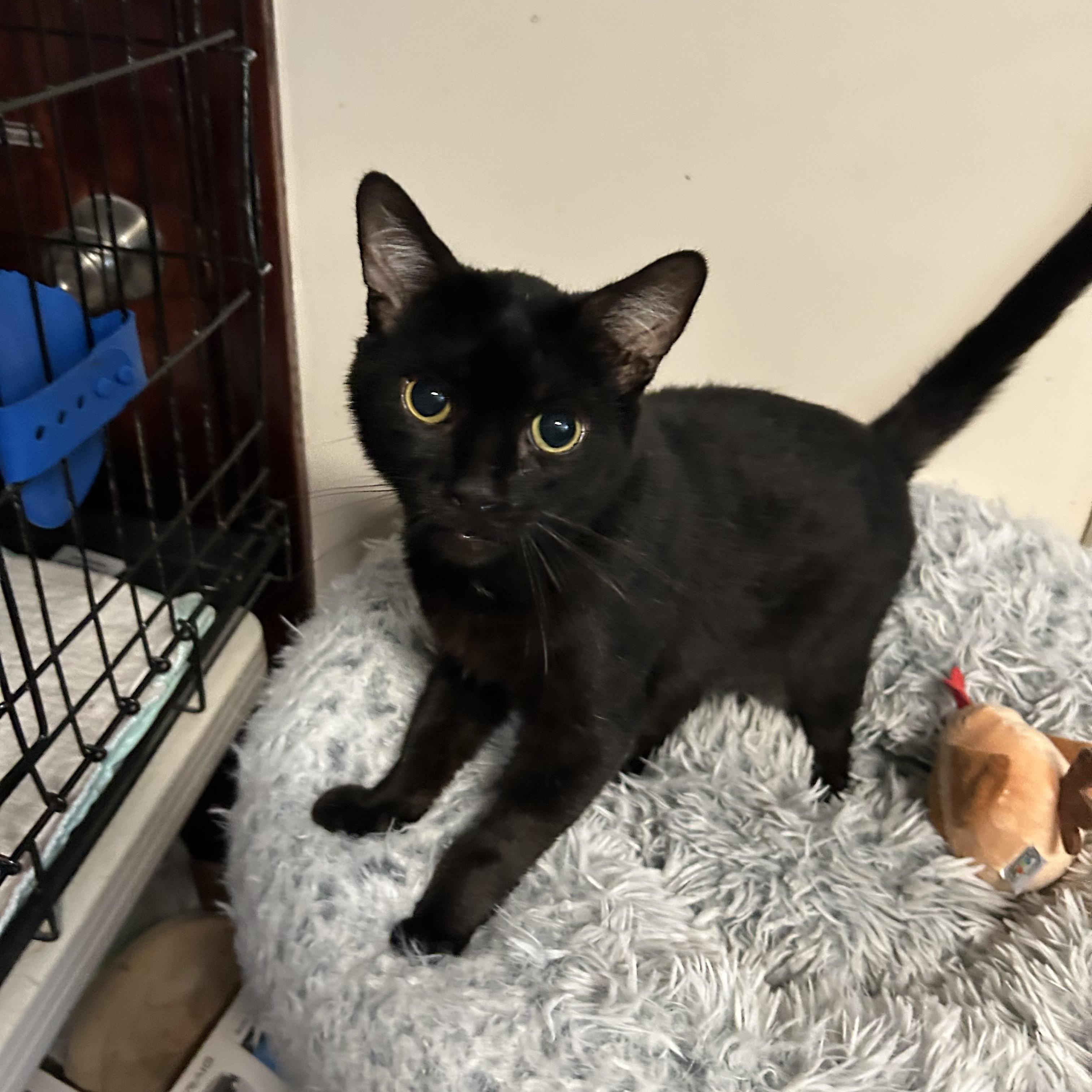 Shadow, an adoptable Domestic Short Hair in Brooklyn, NY image 3/4