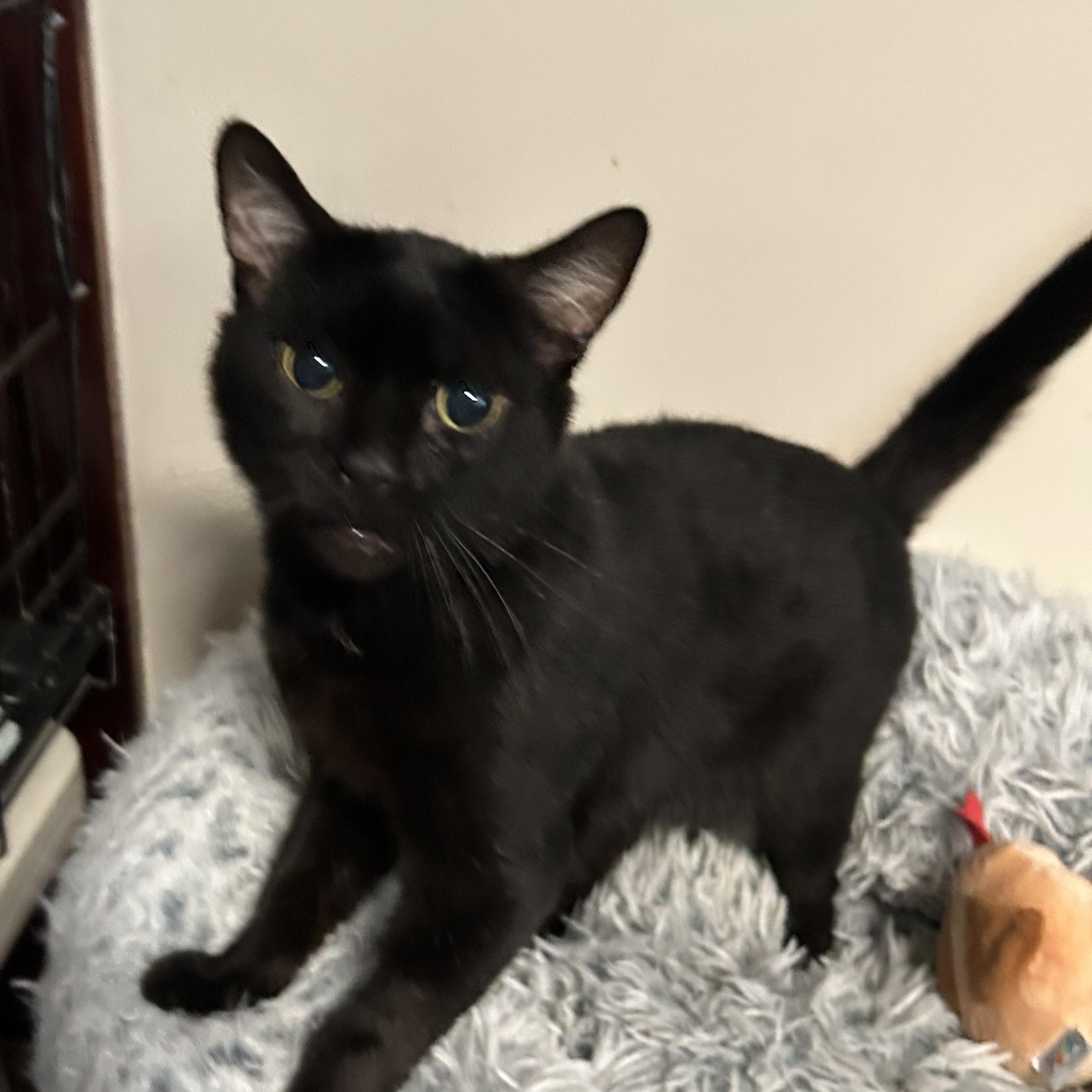 Shadow, an adoptable Domestic Short Hair in Brooklyn, NY image 4/4