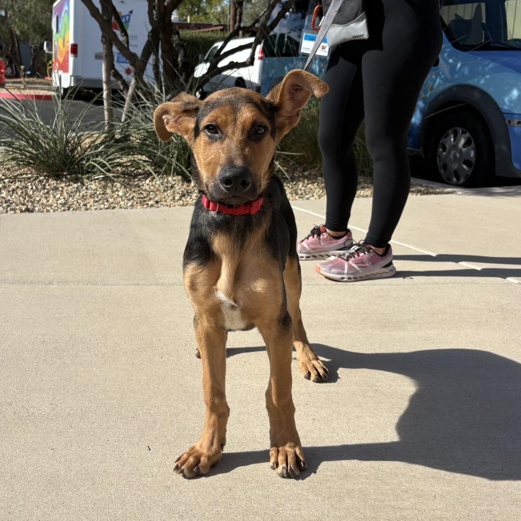 Dale, Adoptable, Puppy Male Shepherd & Mixed Breed.
