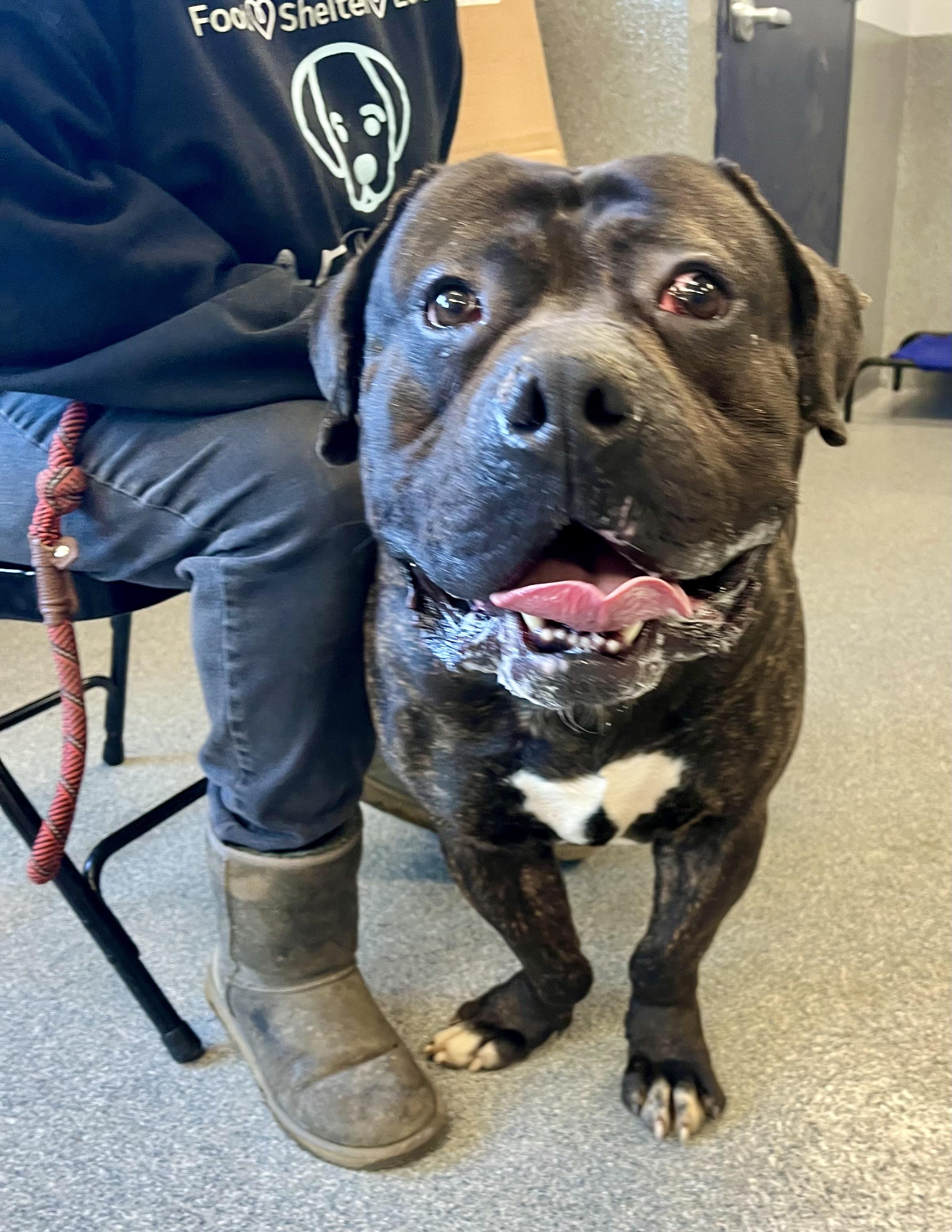 Marshall, Adoptable, Young Male Presa Canario.
