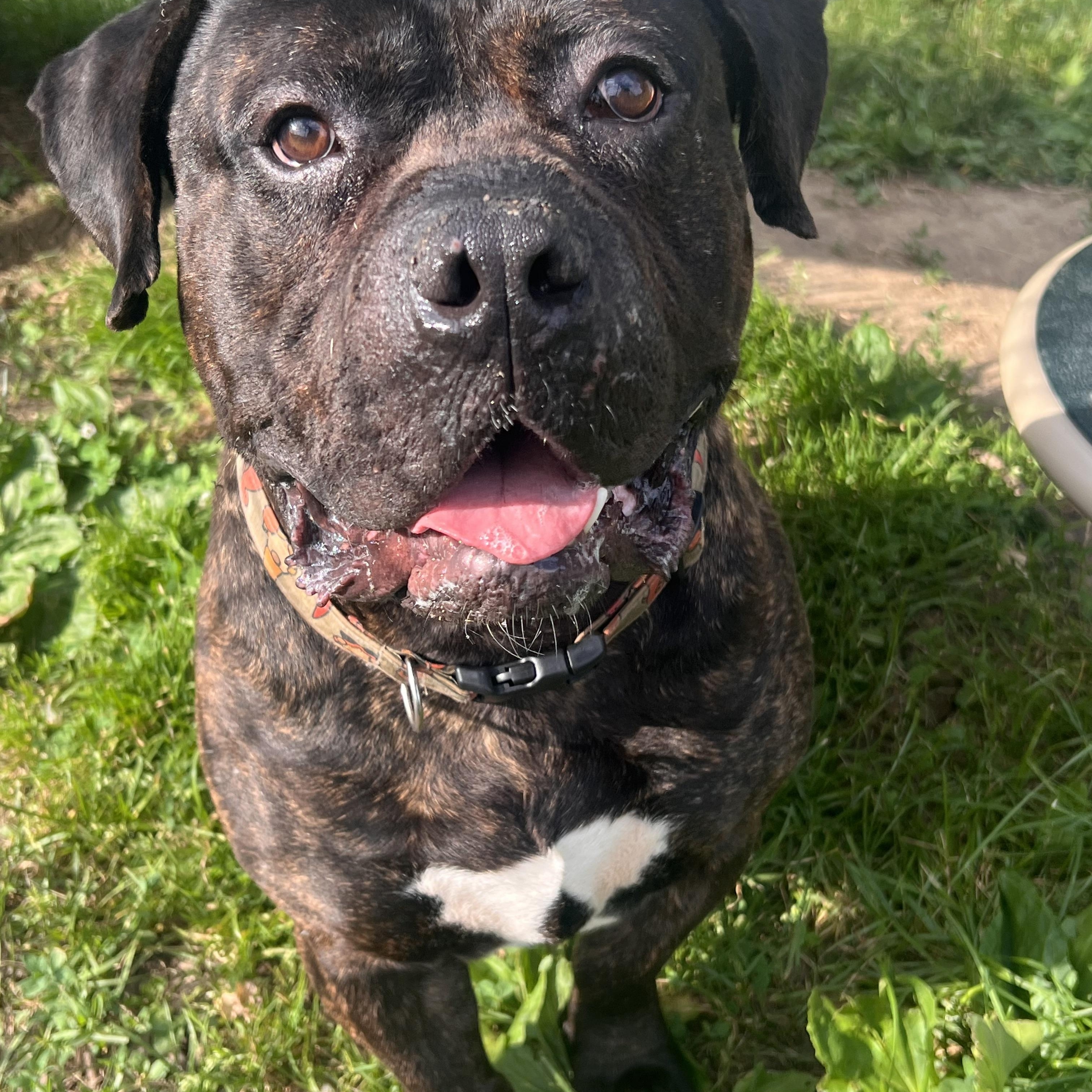 Enlarge Marshall, a Adoptable mixed breed in Yonkers, NY image 5/6