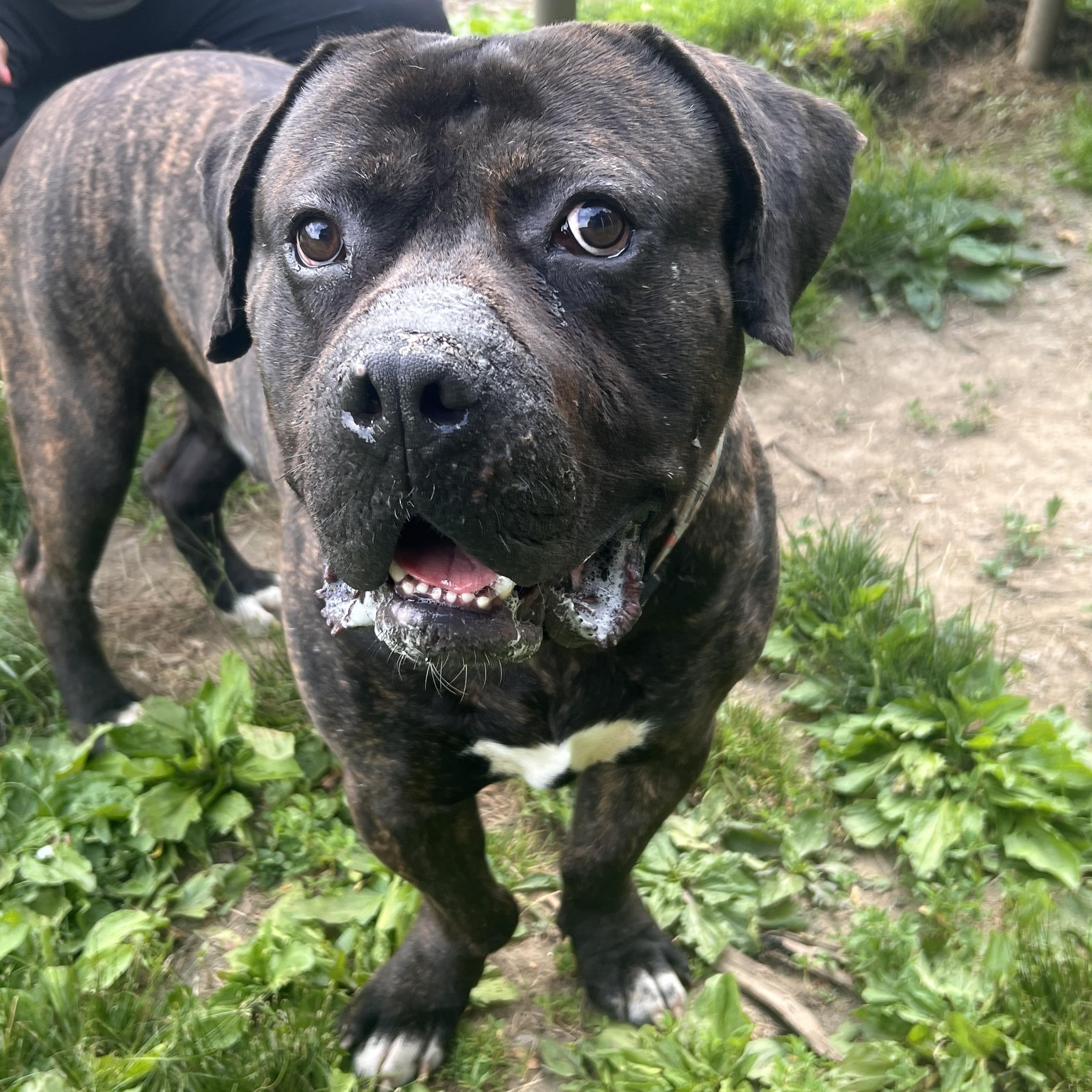 Enlarge Marshall, a Adoptable mixed breed in Yonkers, NY image 3/6