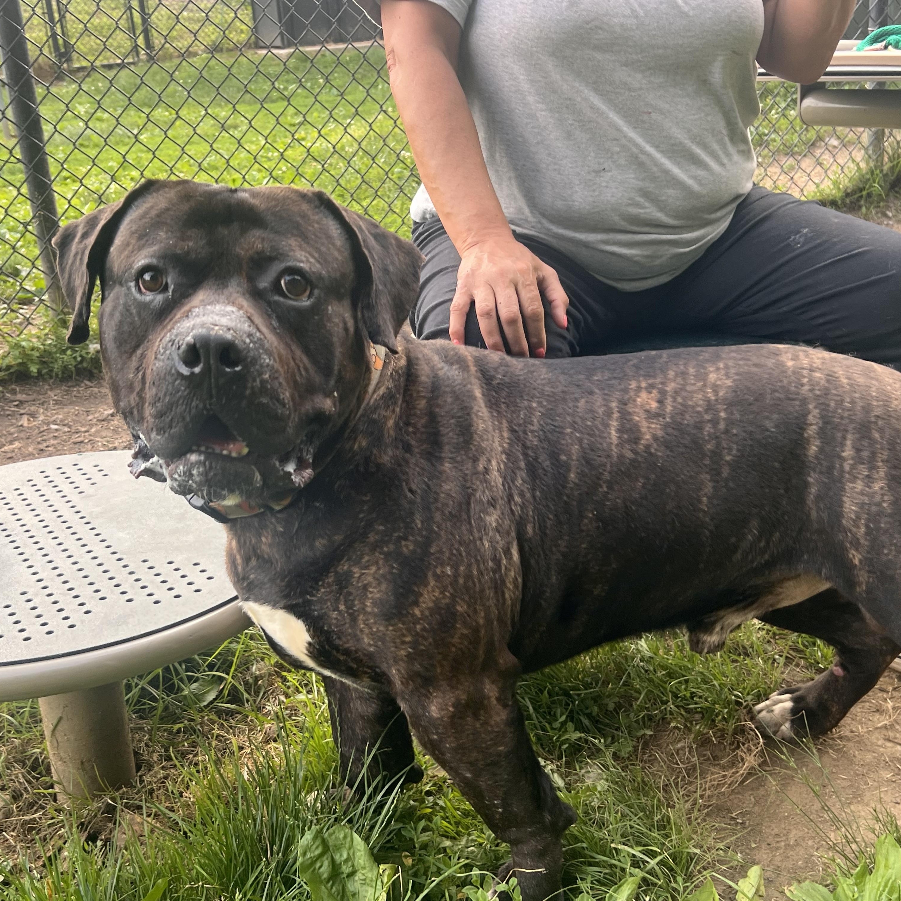 Enlarge Marshall, a Adoptable mixed breed in Yonkers, NY image 4/6