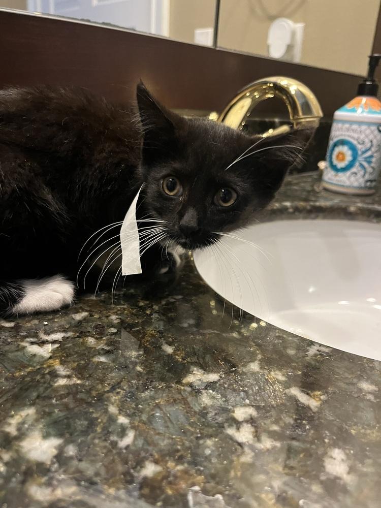 Beatrix, Adoptable, Kitten Female American Shorthair.