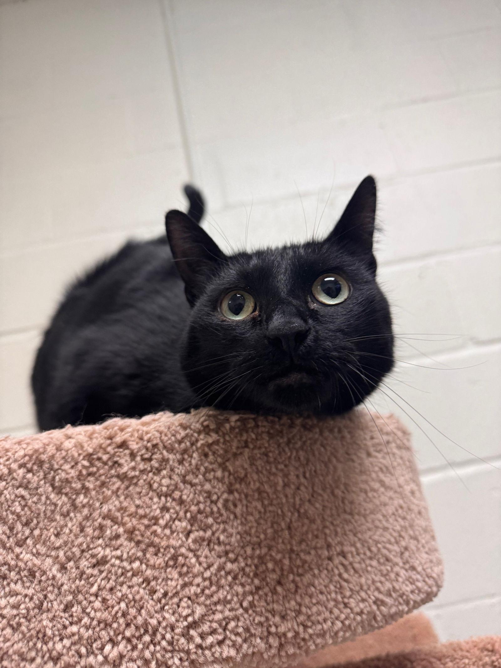 Salem -*bonded pair*, Adoptable, Adult Female Domestic Short Hair.