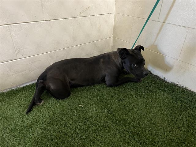 Enlarge HADLEE, a Adoptable mixed breed in Winter Haven, FL image 1/1