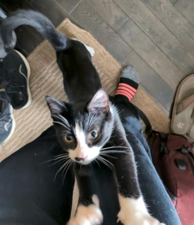 Hector, a ADOPTABLE Domestic Short Hair in Mississauga, ON image 4/6