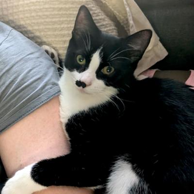 Hector, a ADOPTABLE Domestic Short Hair in Mississauga, ON image 1/6