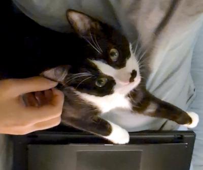Hector, a ADOPTABLE Domestic Short Hair in Mississauga, ON image 2/6