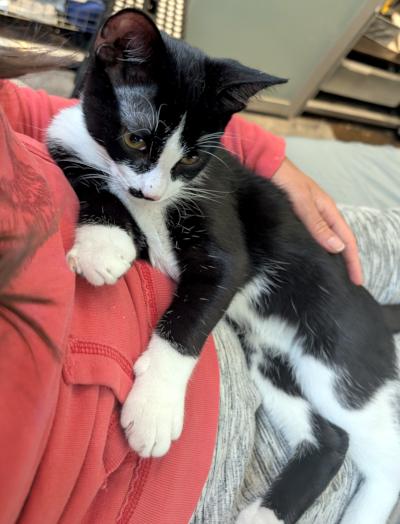 Hector, a ADOPTABLE Domestic Short Hair in Mississauga, ON image 3/6