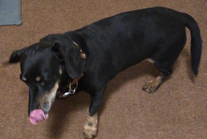 MOLLY MAE, a Adoptable Dachshund in Georgetown, KY image 4/5