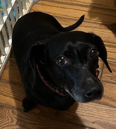 MOLLY MAE, a Adoptable Dachshund in Georgetown, KY image 3/5