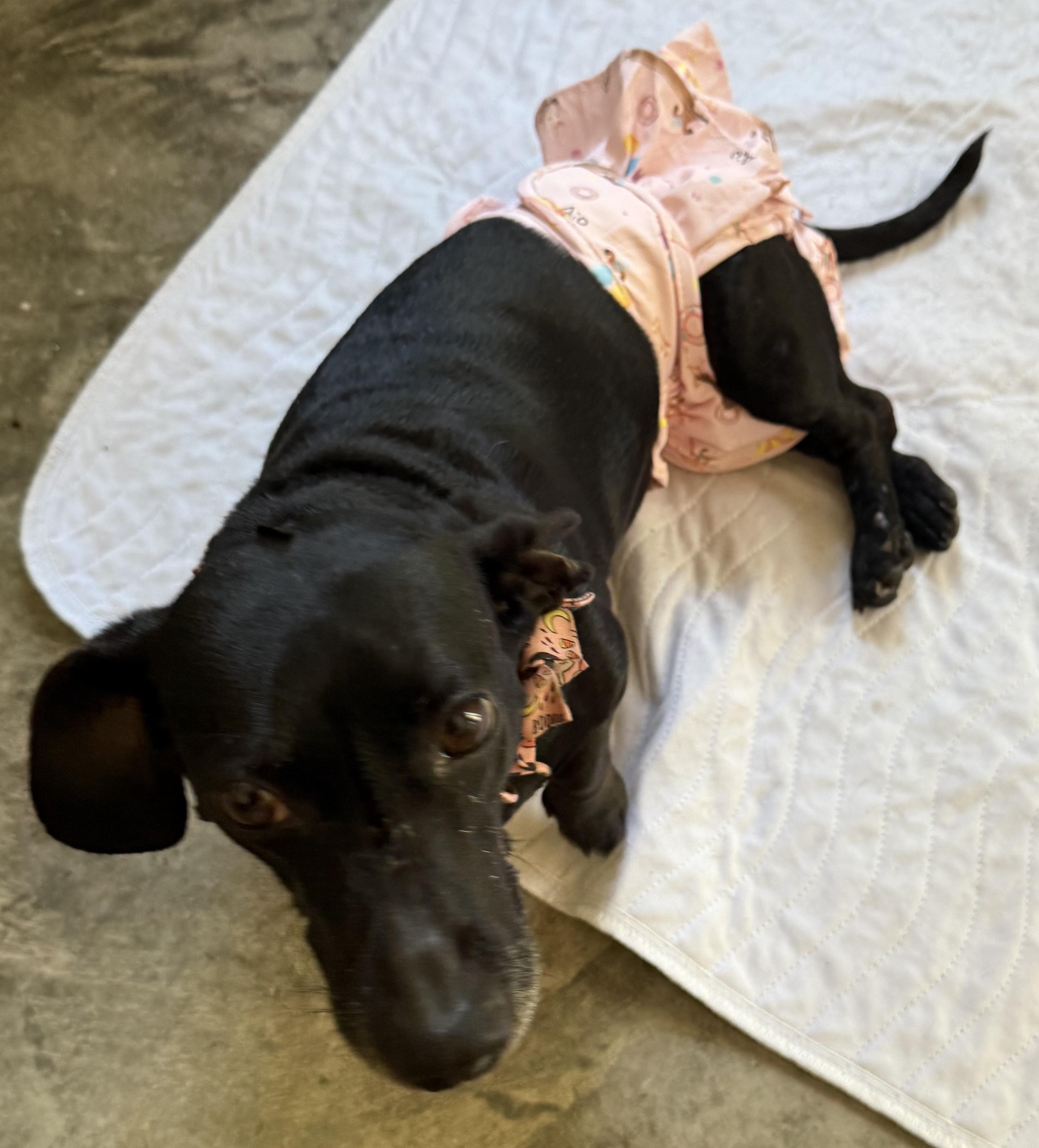 MOLLY MAE, a Adoptable Dachshund in Georgetown, KY image 2/4