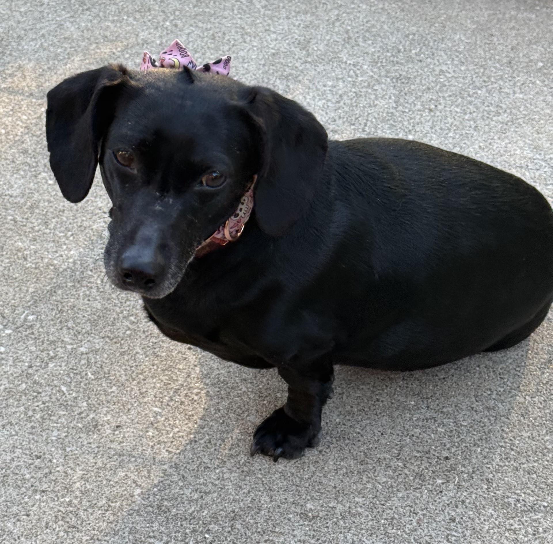 MOLLY MAE, Adoptable, Young Female Dachshund.