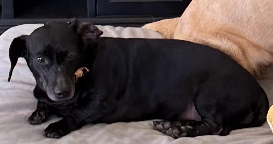 MOLLY MAE, a Adoptable Dachshund in Georgetown, KY image 3/4