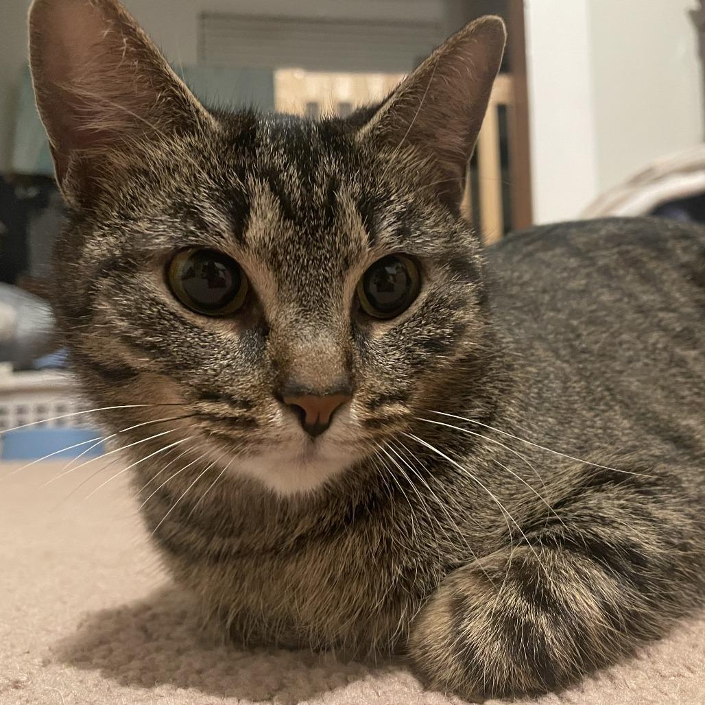 Enlarge Professor Wiggles, a Adoptable Domestic Short Hair in Chattanooga, TN image 1/6