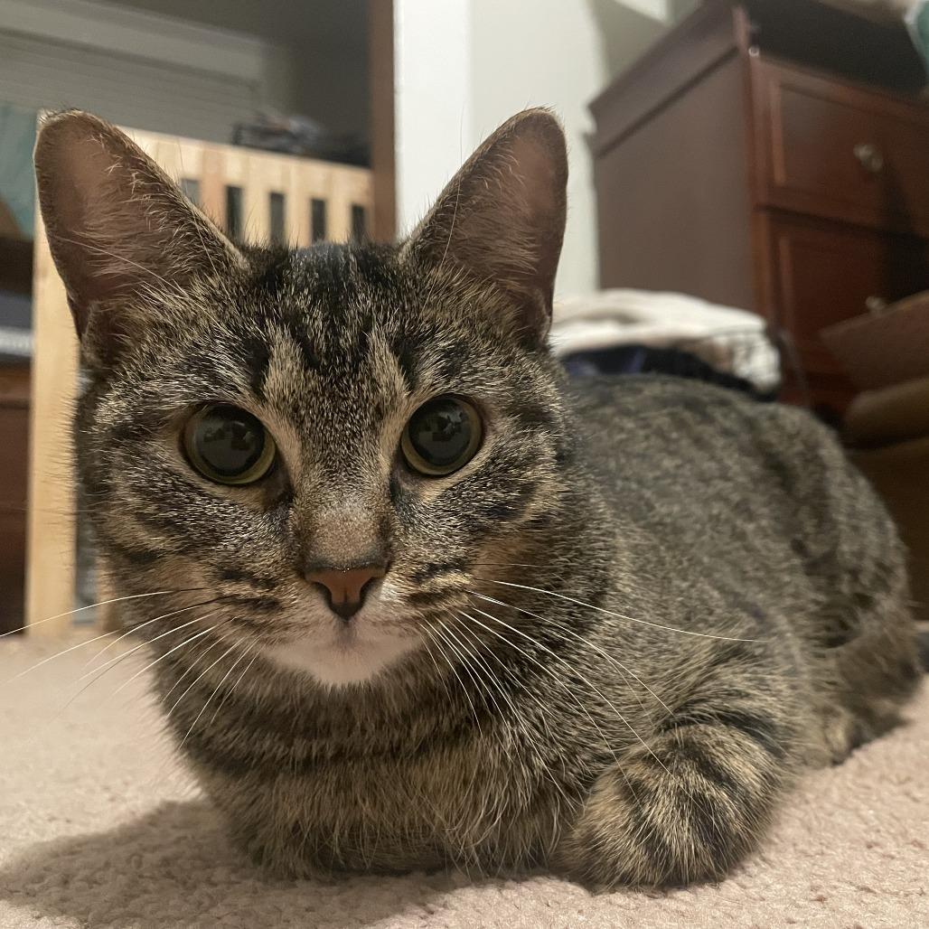 Enlarge Professor Wiggles, a Adoptable Domestic Short Hair in Chattanooga, TN image 2/6