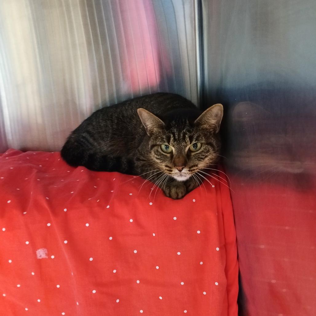 Enlarge Professor Wiggles, a Adoptable Domestic Short Hair in Chattanooga, TN image 3/6