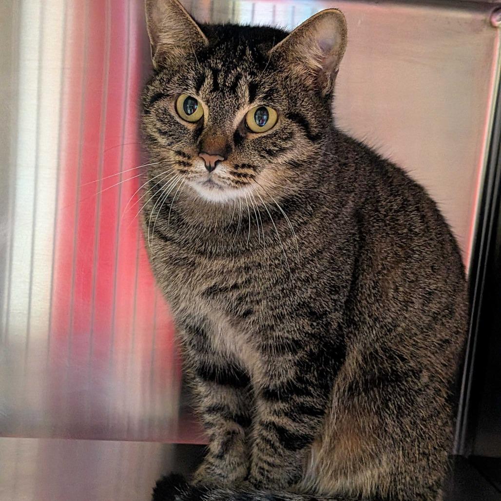 Enlarge Professor Wiggles, a Adoptable Domestic Short Hair in Chattanooga, TN image 4/6