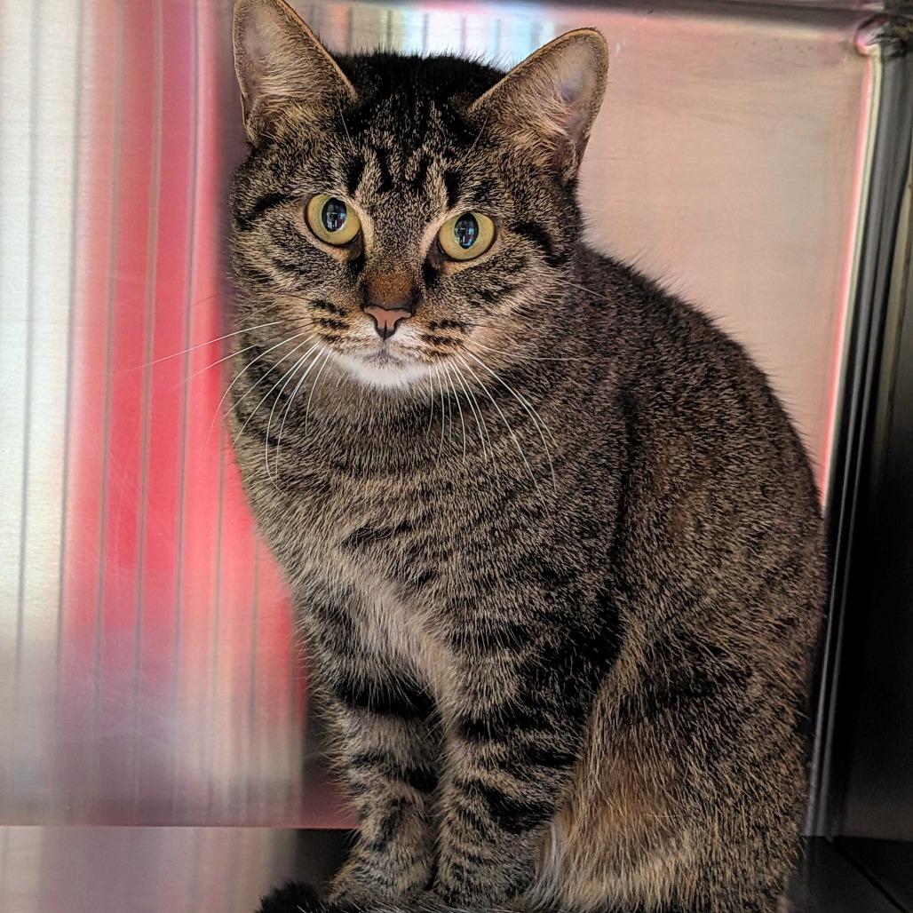 Enlarge Professor Wiggles, a Adoptable Domestic Short Hair in Chattanooga, TN image 5/6