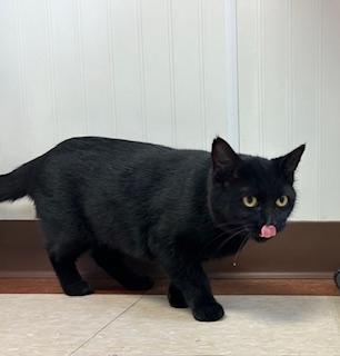 Enlarge Elvira, a ADOPTABLE Domestic Short Hair in Clyde, MI image 1/1