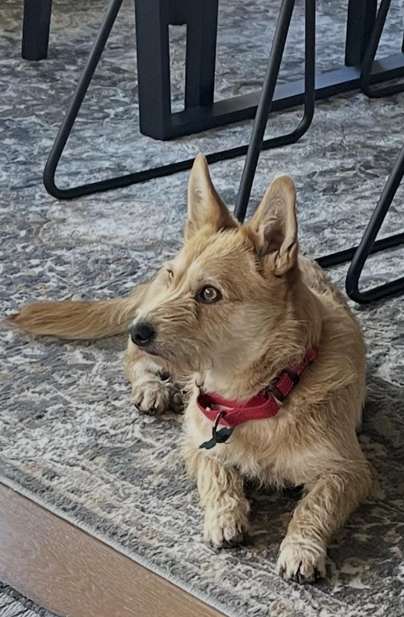 Enlarge Daisy, an adopted mixed breed in San Francisco, CA image 4/6