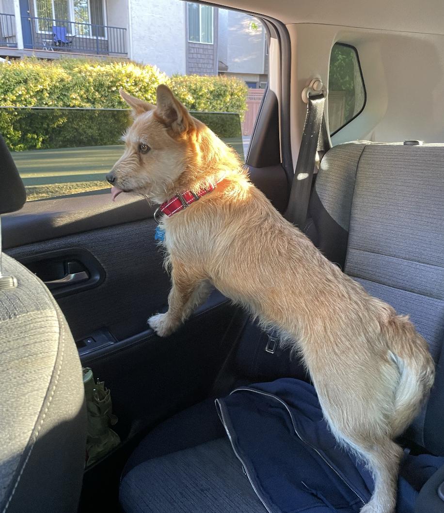 Enlarge Daisy, an adopted mixed breed in San Francisco, CA image 6/6