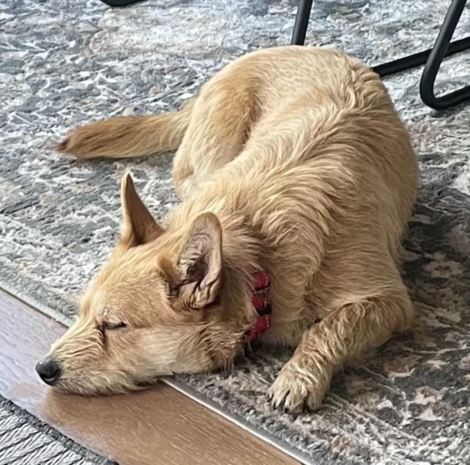 Enlarge Daisy, an adopted mixed breed in San Francisco, CA image 5/6