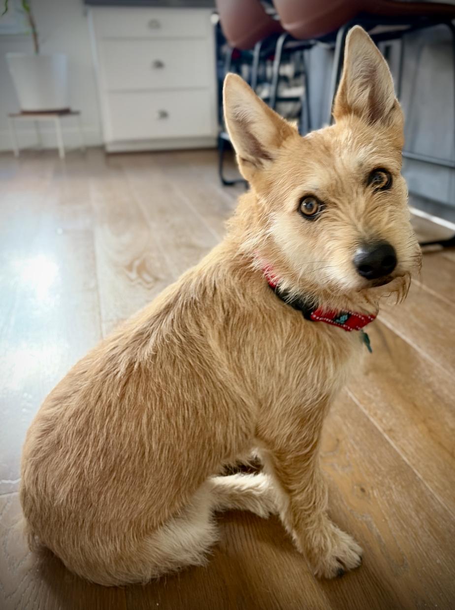 Enlarge Daisy, an adopted mixed breed in San Francisco, CA image 1/6