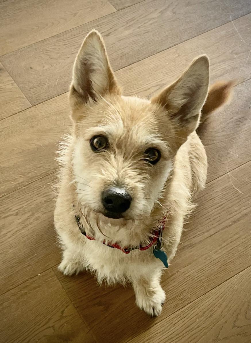 Enlarge Daisy, an adopted mixed breed in San Francisco, CA image 2/6