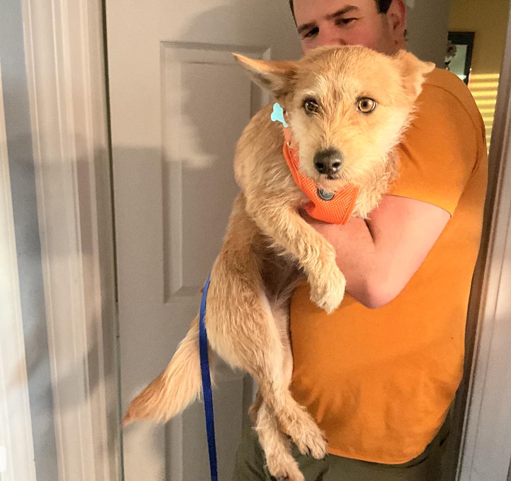 Enlarge Daisy, an adopted mixed breed in San Francisco, CA image 3/6