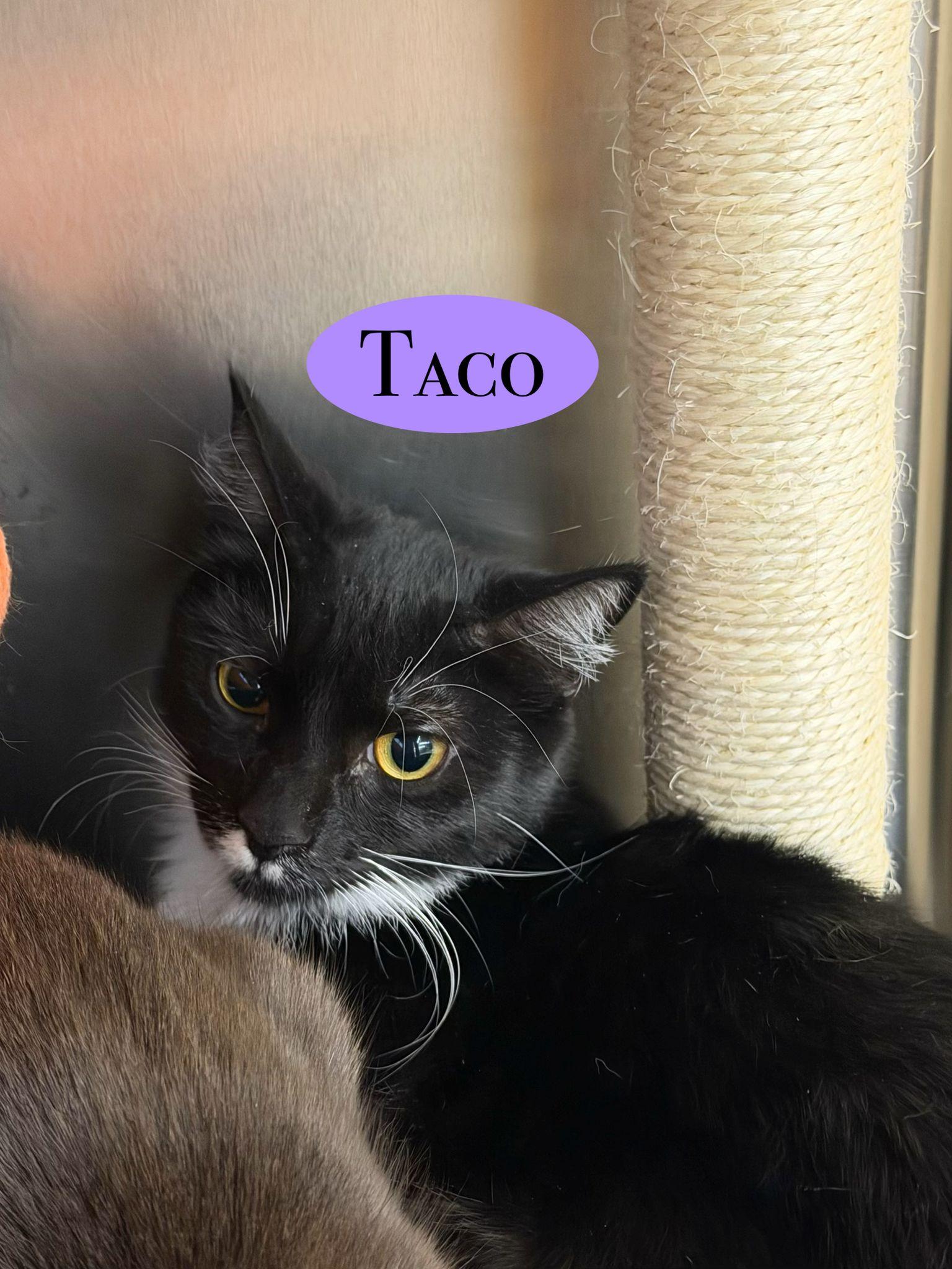 Taco, a Adoptable Domestic Short Hair in Spring Lake, NJ image 1/3