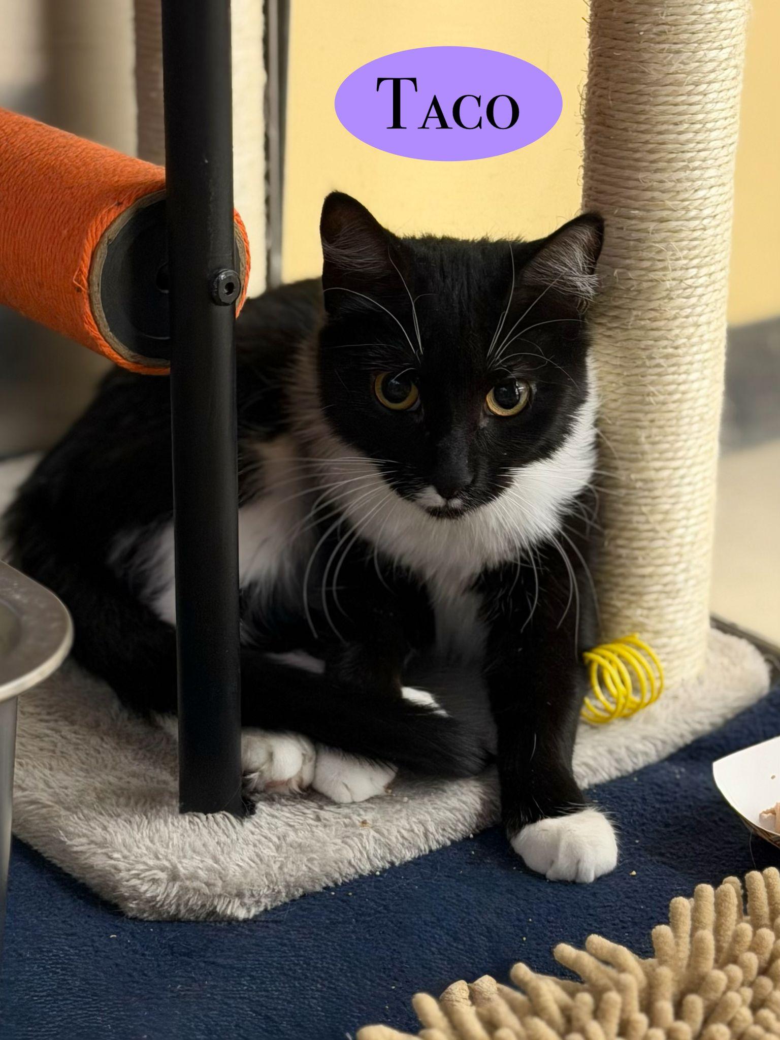 Taco, a Adoptable Domestic Short Hair in Spring Lake, NJ image 2/3