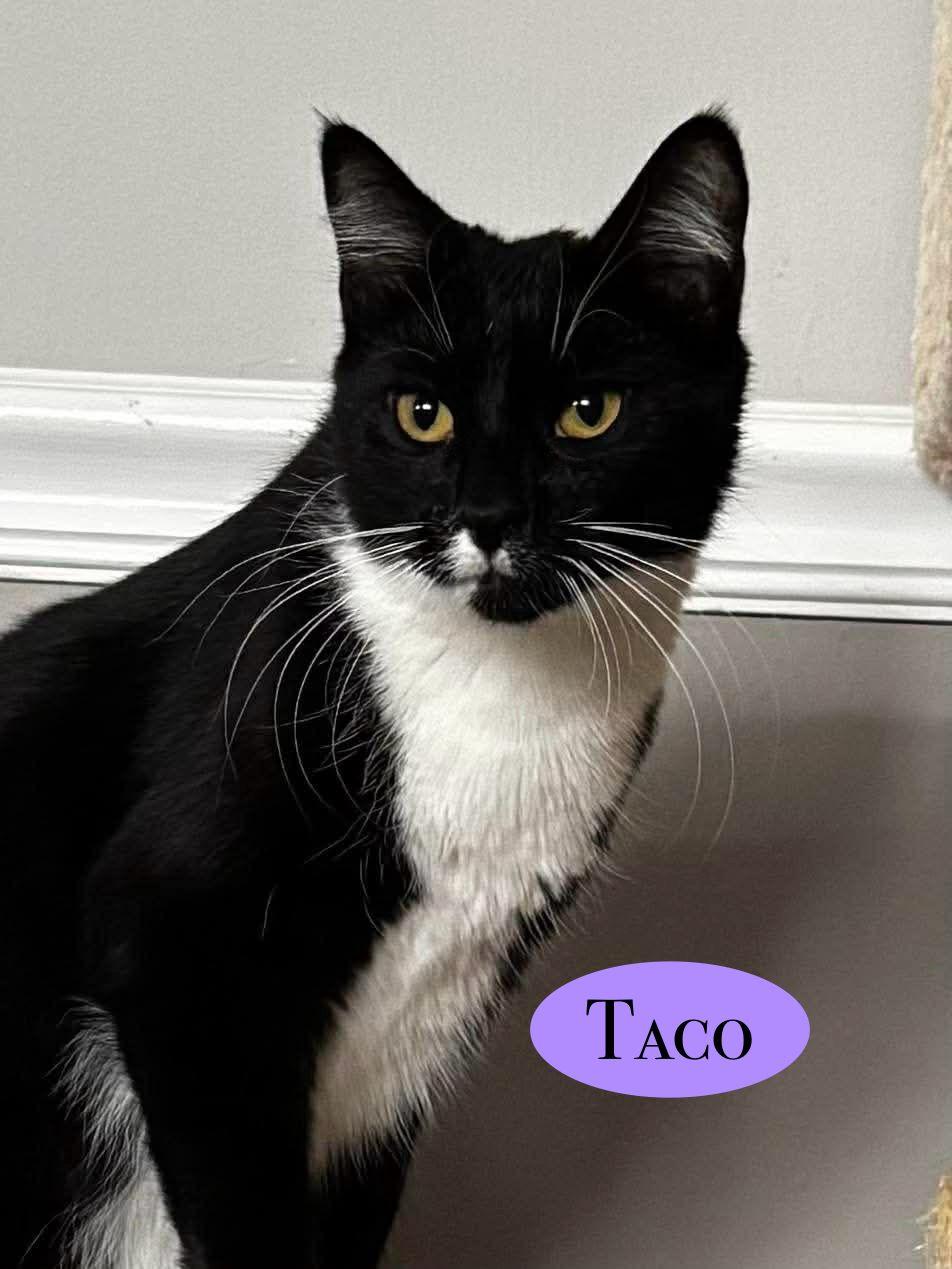 Taco, a Adoptable Domestic Short Hair in Spring Lake, NJ image 3/3