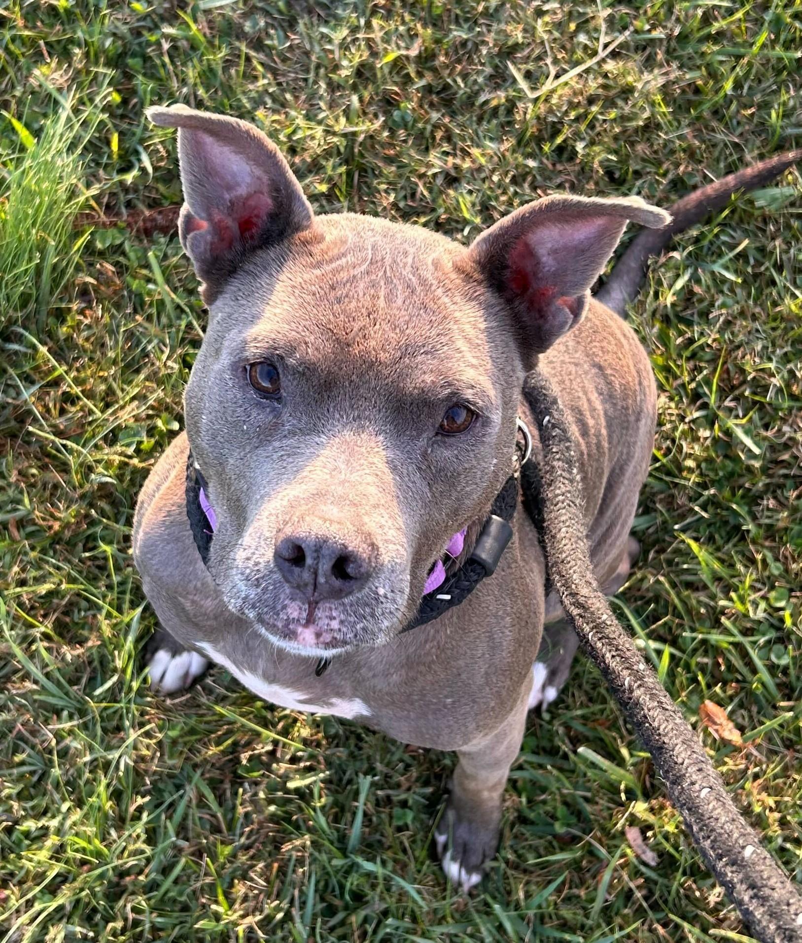 Continental Breakfast, a ADOPTABLE Mixed Breed in Queenstown, MD image 2/4