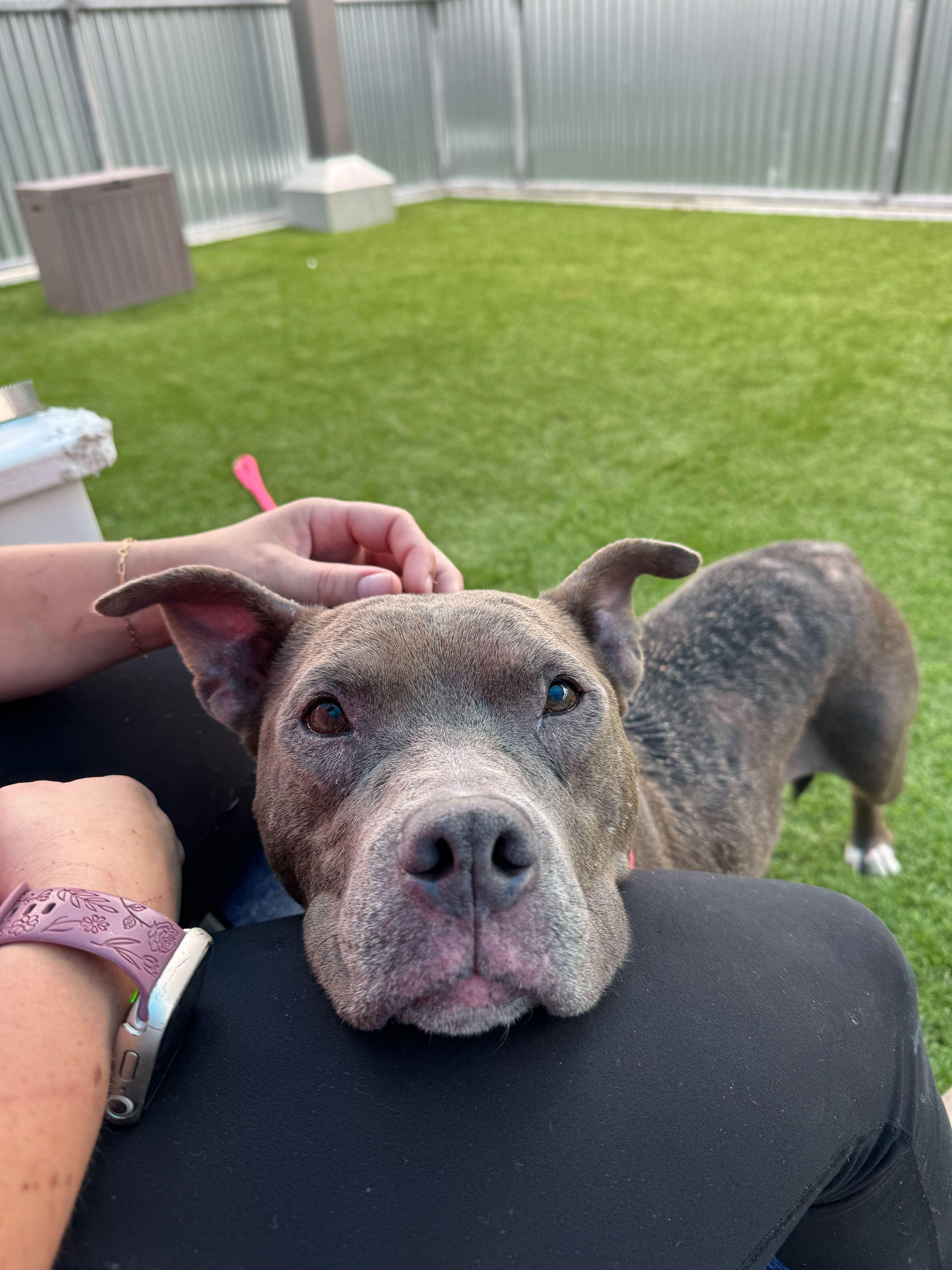 Continental Breakfast, a ADOPTABLE Mixed Breed in Queenstown, MD image 4/4