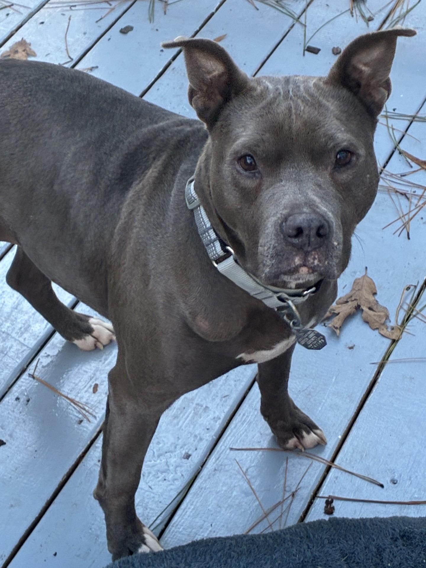 Continental Breakfast, a ADOPTABLE Mixed Breed in Queenstown, MD image 3/4