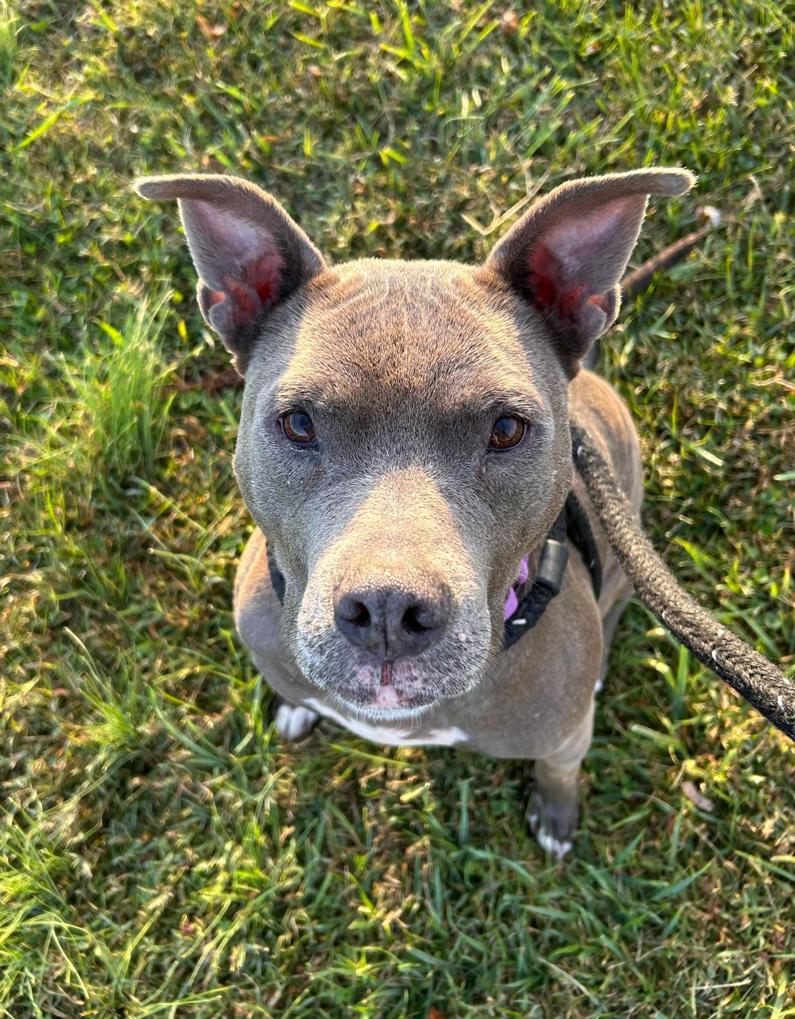 Continental Breakfast, ADOPTABLE, Senior Female Mixed Breed.