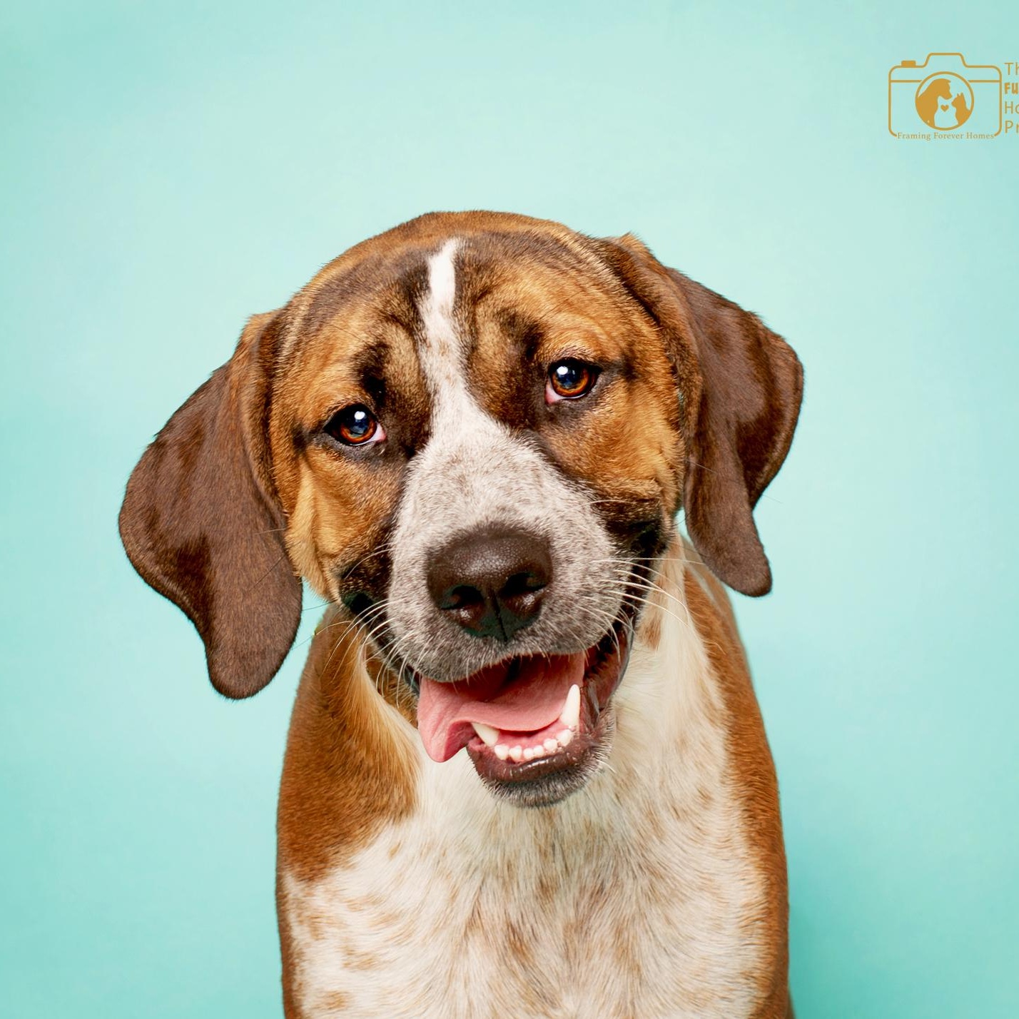 Charlie, ADOPTABLE, Adult Male Mixed Breed.