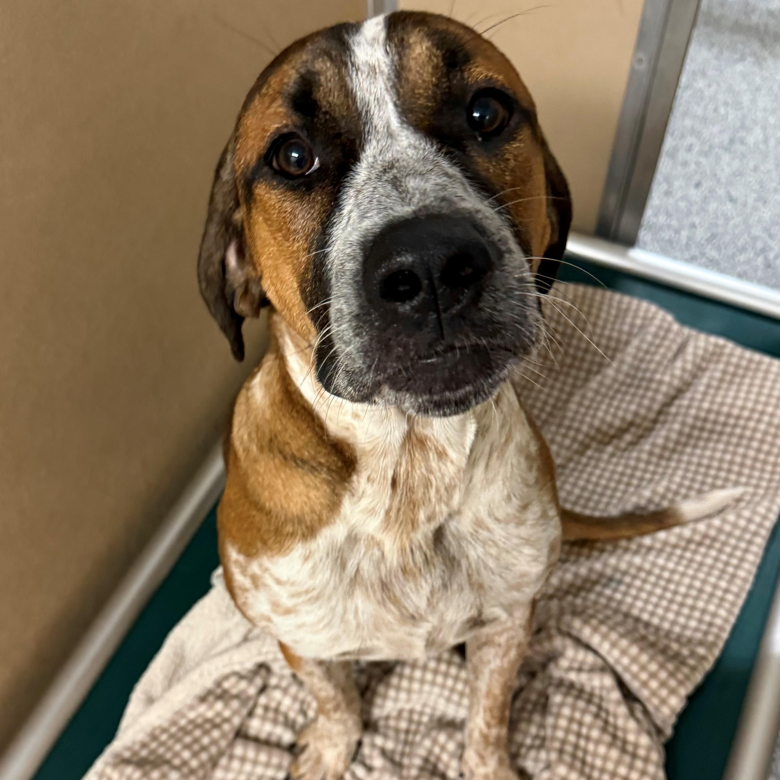 Enlarge Charlie, a ADOPTABLE Mixed Breed in St. Augustine, FL image 3/3