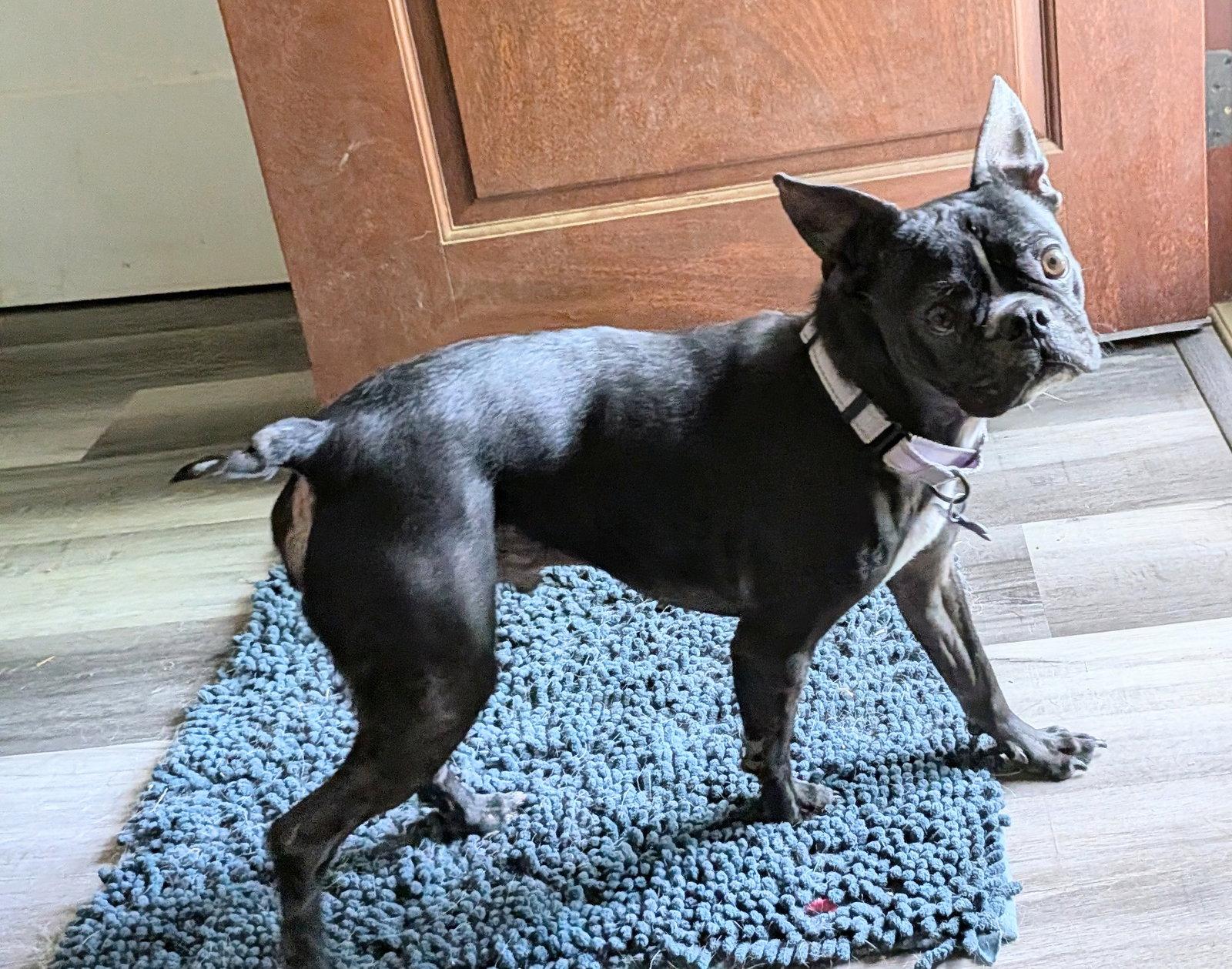 Enlarge Bowser, a Adoptable Boston Terrier in Charlotte, NC image 1/3